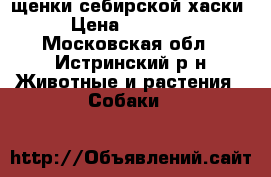 щенки себирской хаски › Цена ­ 10 000 - Московская обл., Истринский р-н Животные и растения » Собаки   